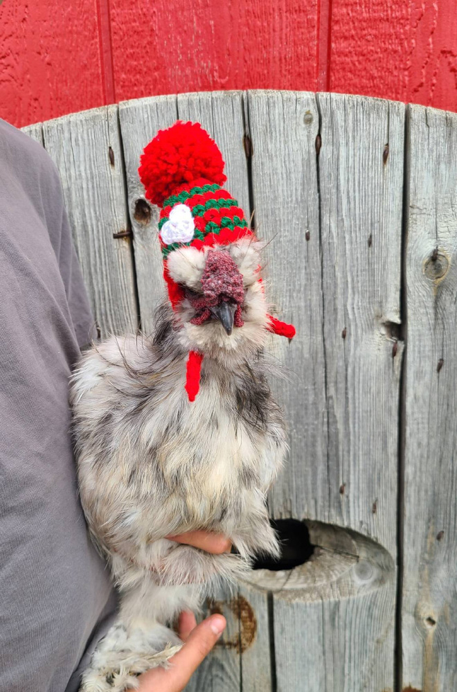 Autumn / Winter 2020 Chicken Fashion