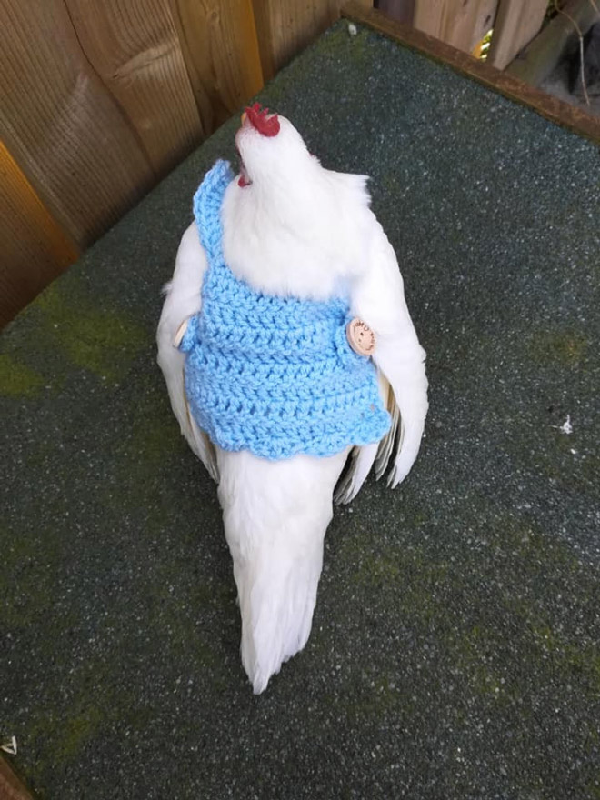 Autumn / Winter 2020 Chicken Fashion
