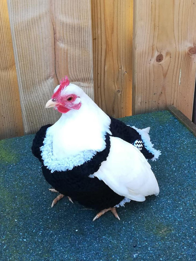 Autumn / Winter 2020 Chicken Fashion
