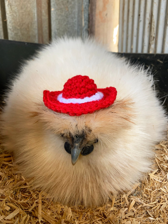 Autumn / Winter 2020 Chicken Fashion