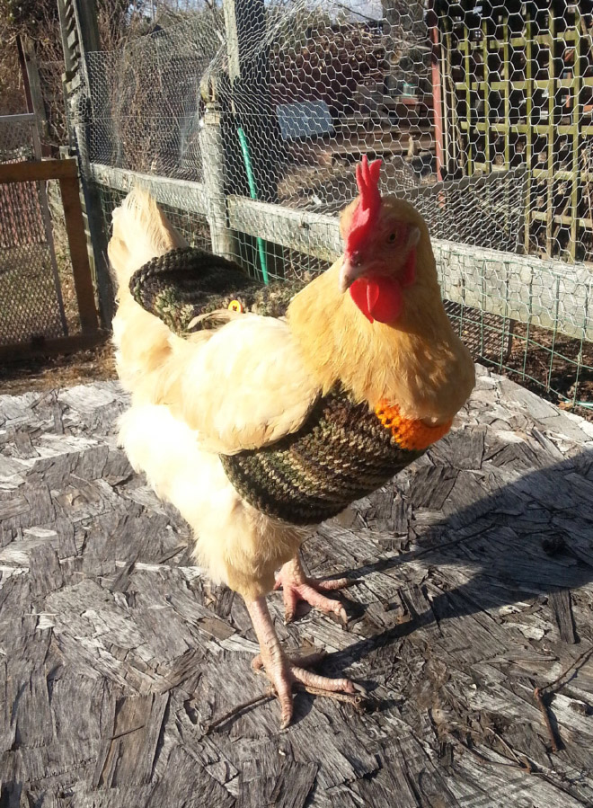 Autumn / Winter 2020 Chicken Fashion