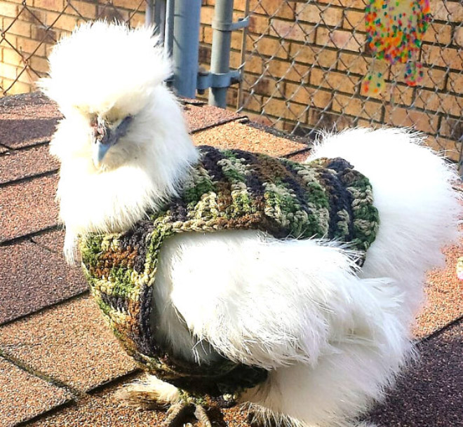 Autumn / Winter 2020 Chicken Fashion