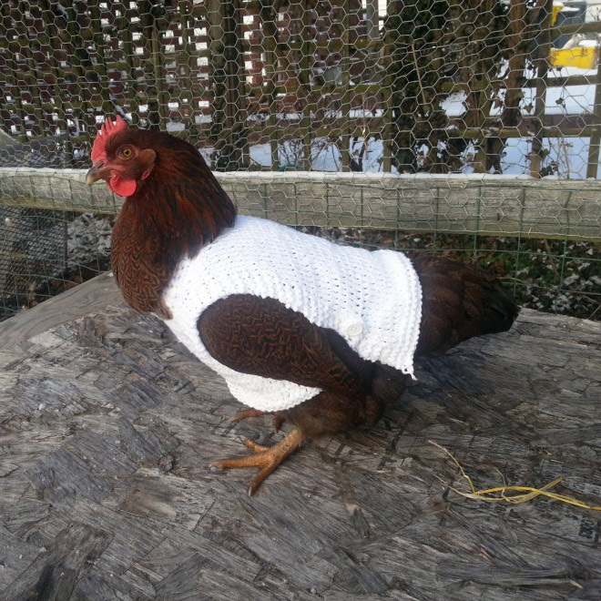 Autumn / Winter 2020 Chicken Fashion