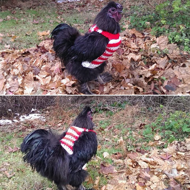 Autumn / Winter 2020 Chicken Fashion