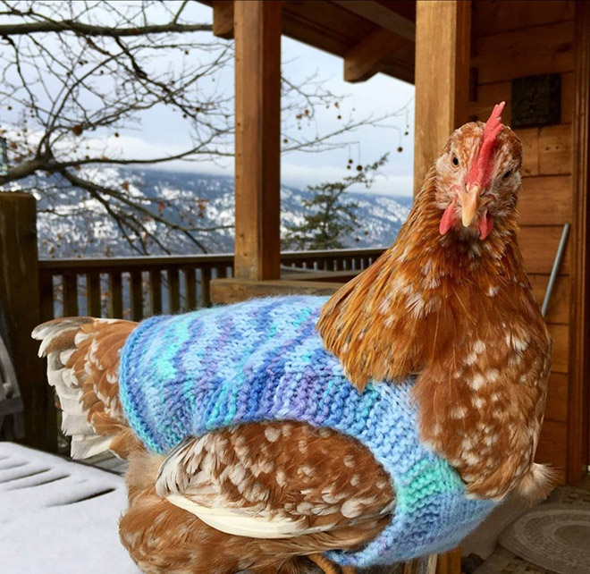 Autumn / Winter 2020 Chicken Fashion