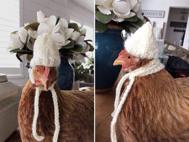 Autumn / Winter 2020 Chicken Fashion