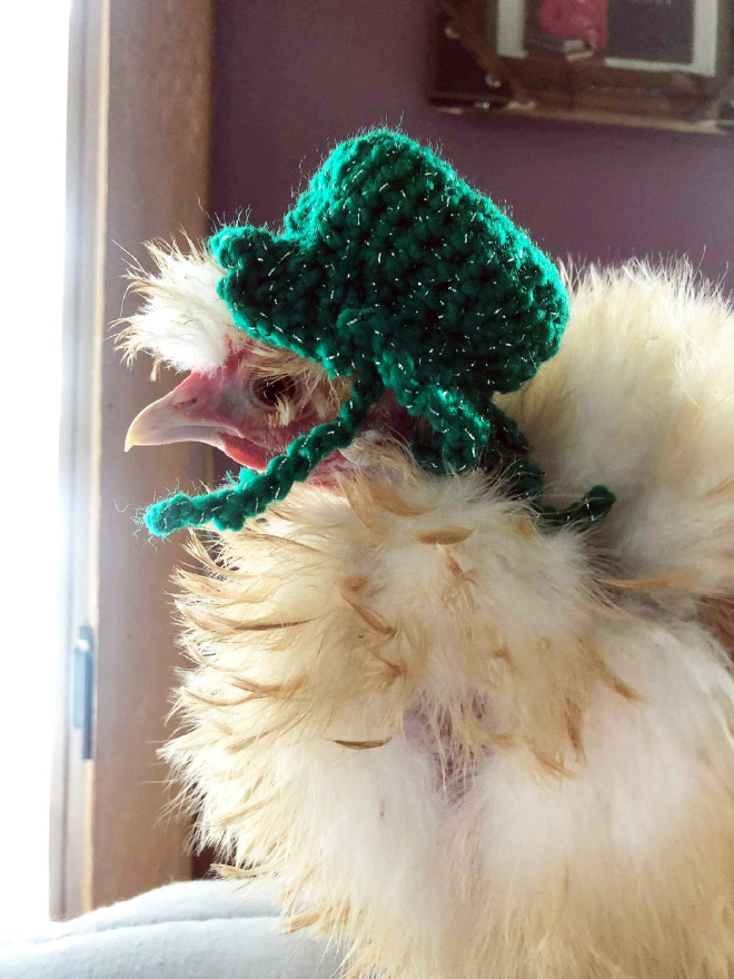 Autumn / Winter 2020 Chicken Fashion