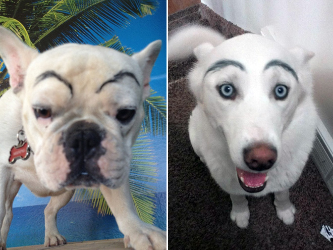 Awkward Internet Trend: Dogs With Makeup Eyebrows