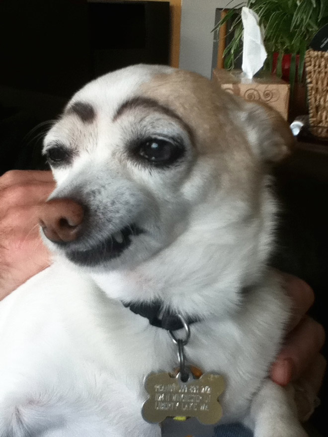 Awkward Internet Trend: Dogs With Makeup Eyebrows
