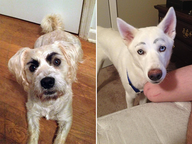 Awkward Internet Trend: Dogs With Makeup Eyebrows