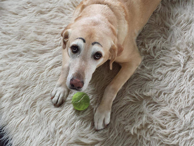 Awkward Internet Trend: Dogs With Makeup Eyebrows