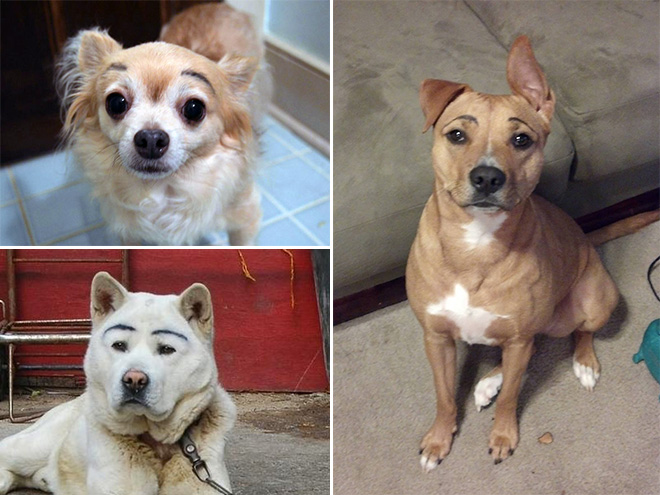 Awkward Internet Trend: Dogs With Makeup Eyebrows