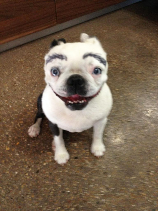 Awkward Internet Trend: Dogs With Makeup Eyebrows