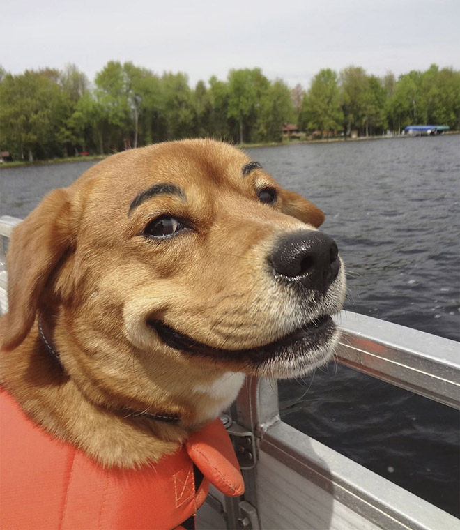 Awkward Internet Trend: Dogs With Makeup Eyebrows