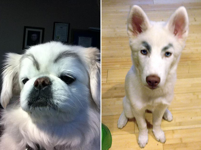 Awkward Internet Trend: Dogs With Makeup Eyebrows