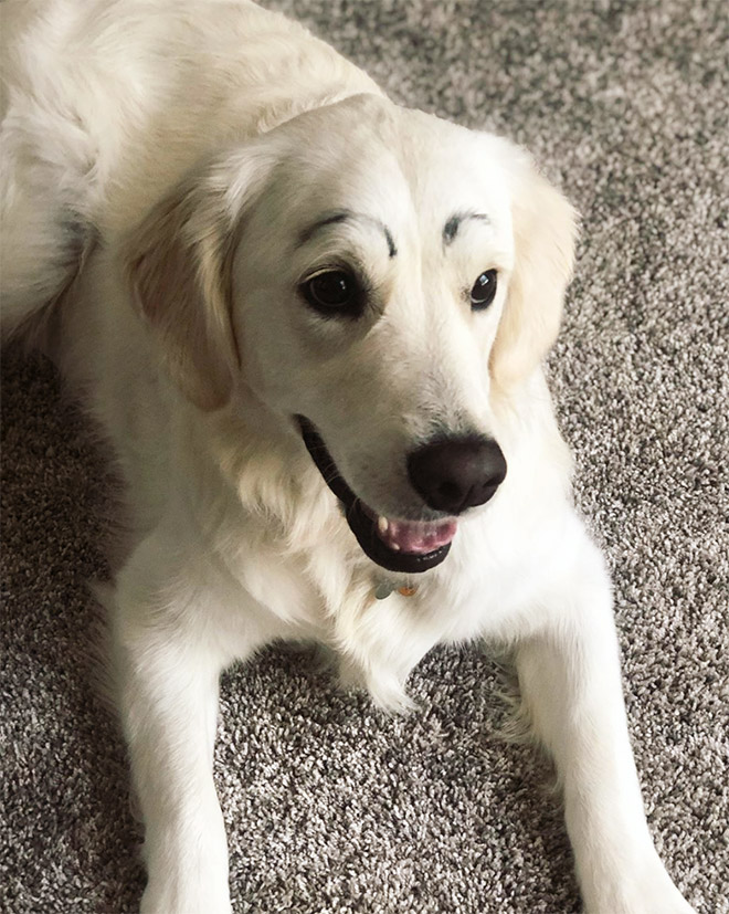 Awkward Internet Trend: Dogs With Makeup Eyebrows