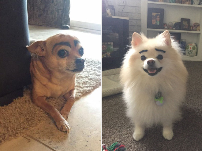 Awkward Internet Trend: Dogs With Makeup Eyebrows
