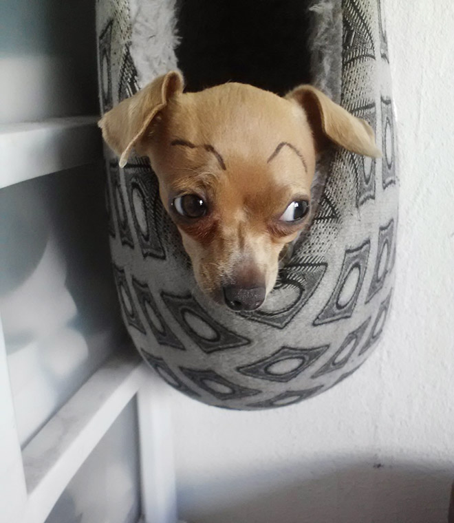 Awkward Internet Trend: Dogs With Makeup Eyebrows