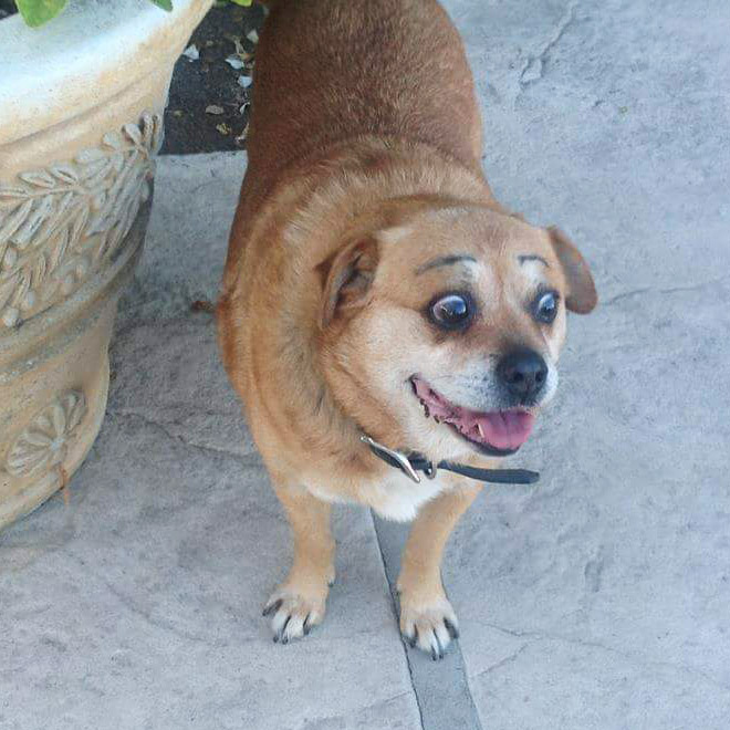 Awkward Internet Trend: Dogs With Makeup Eyebrows
