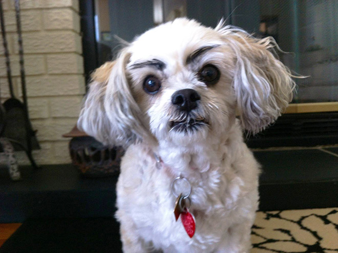 Awkward Internet Trend: Dogs With Makeup Eyebrows