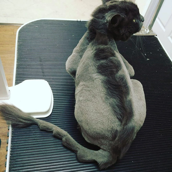Awkward Trend: Dinosaur Cat Haircuts