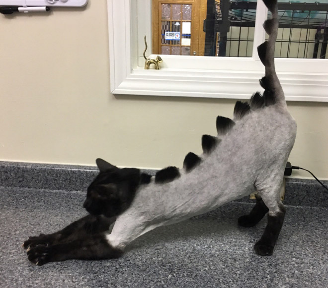 Awkward Trend: Dinosaur Cat Haircuts