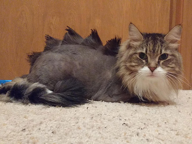 Awkward Trend: Dinosaur Cat Haircuts