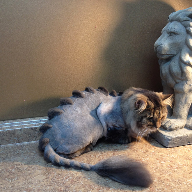 Awkward Trend: Dinosaur Cat Haircuts