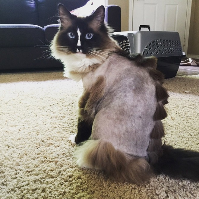 Awkward Trend: Dinosaur Cat Haircuts