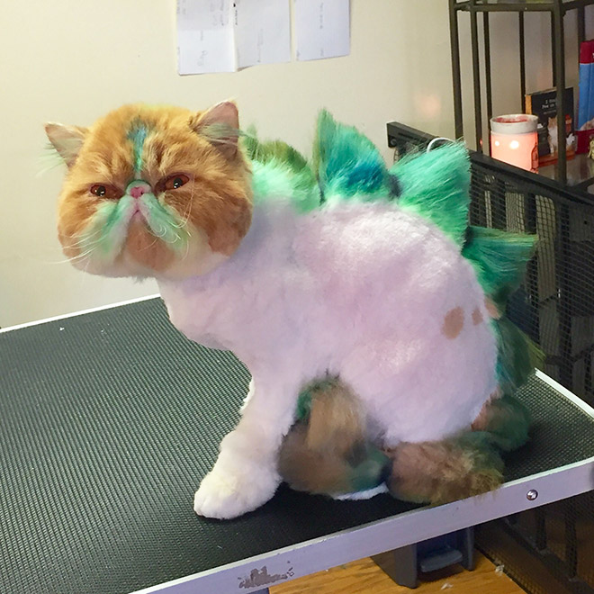 Awkward Trend: Dinosaur Cat Haircuts