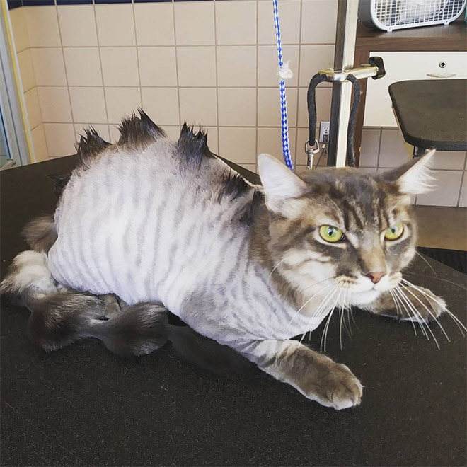 Awkward Trend: Dinosaur Cat Haircuts