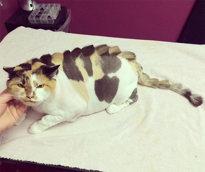 Awkward Trend: Dinosaur Cat Haircuts