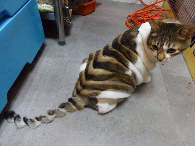 Awkward Trend: Dinosaur Cat Haircuts