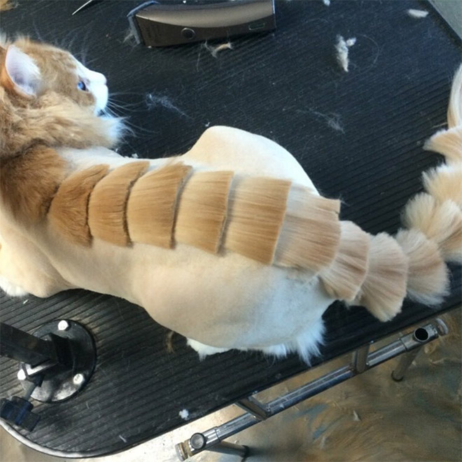 Awkward Trend: Dinosaur Cat Haircuts