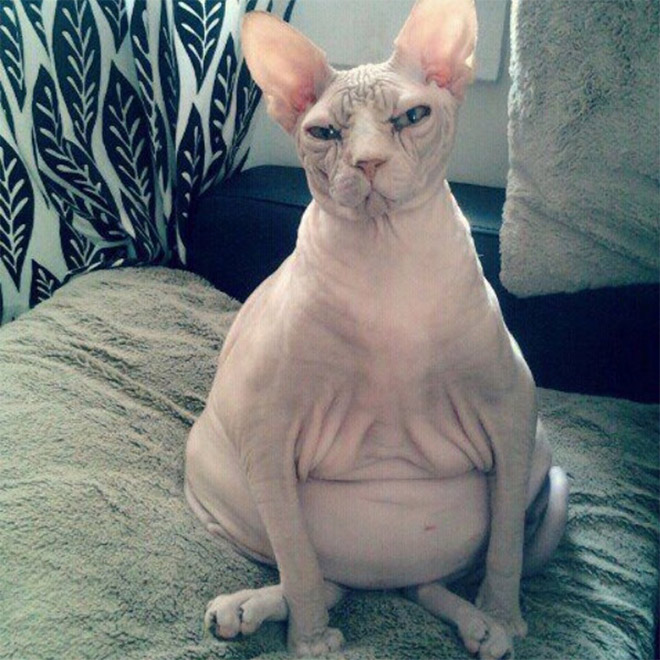 Awkwardly Sitting Cats