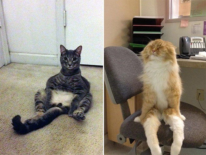 Awkwardly Sitting Cats