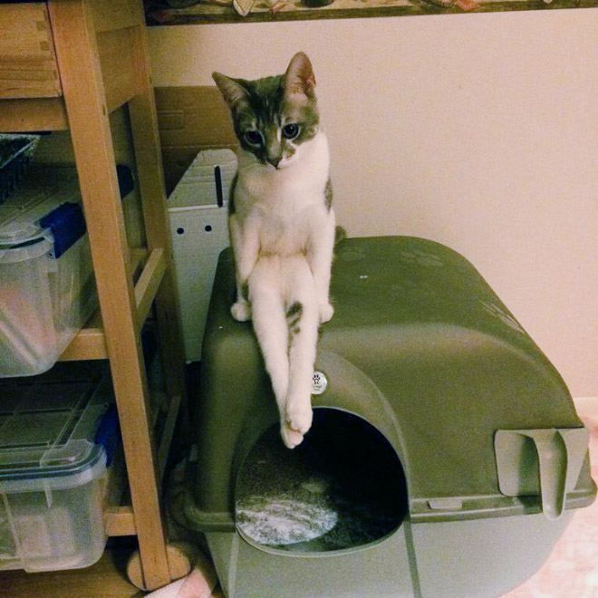 Awkwardly Sitting Cats