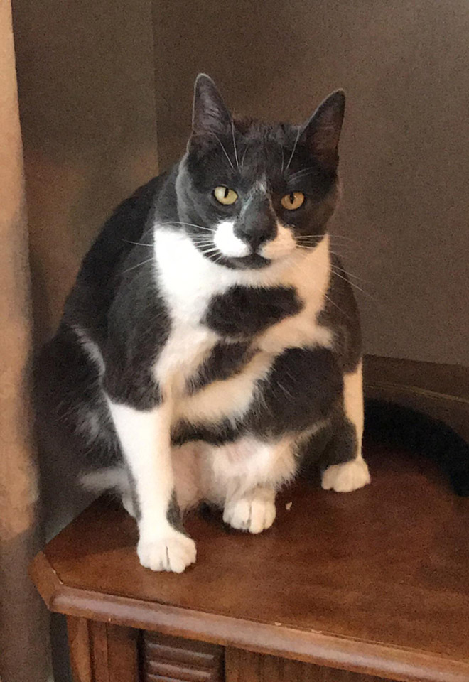 Awkwardly Sitting Cats