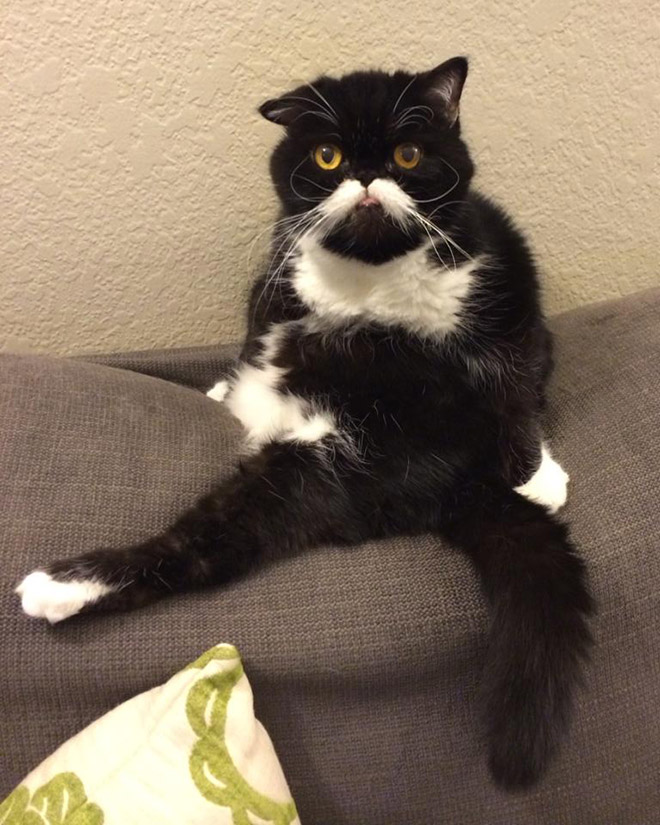 Awkwardly Sitting Cats