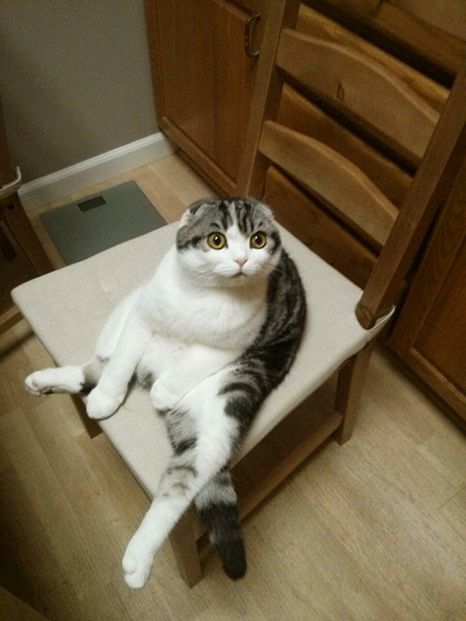 Awkwardly Sitting Cats