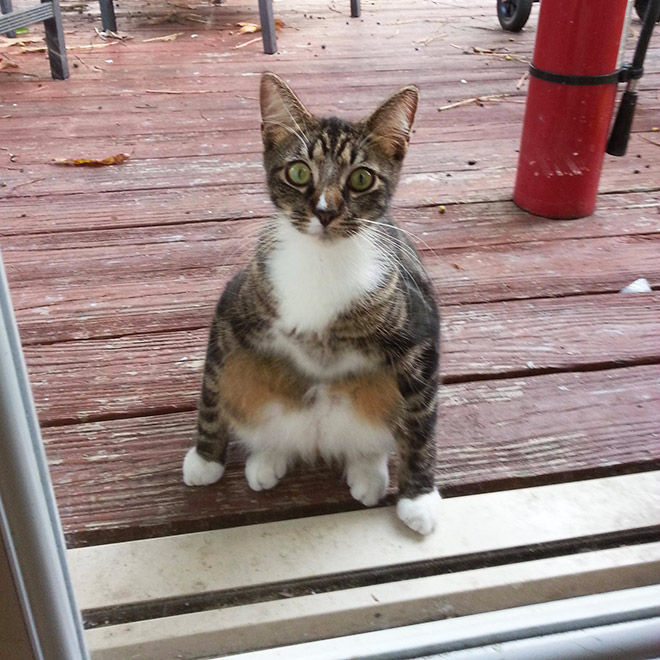 Awkwardly Sitting Cats
