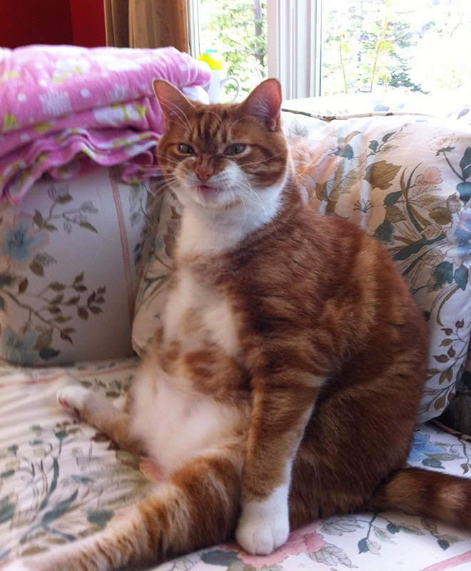 Awkwardly Sitting Cats