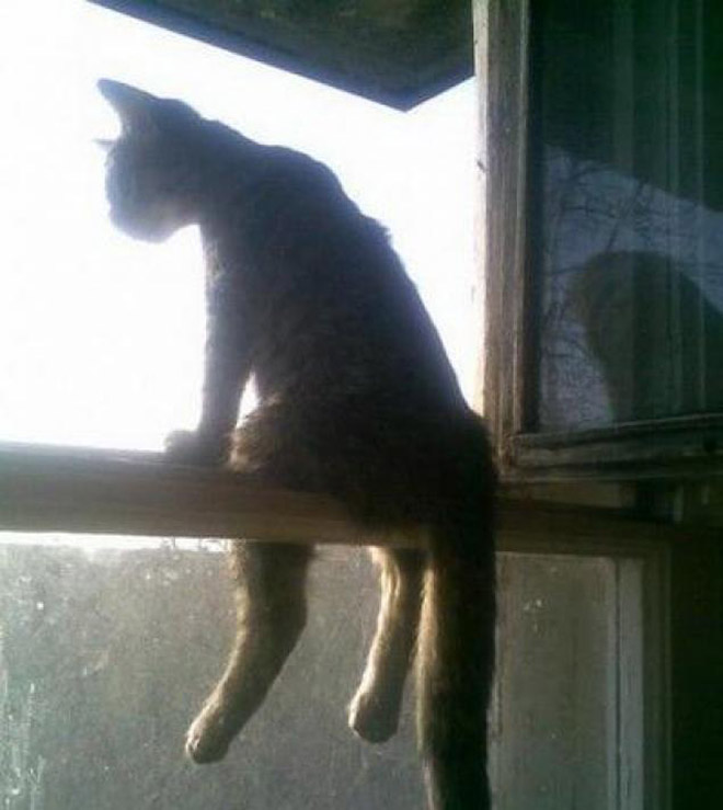 Awkwardly Sitting Cats