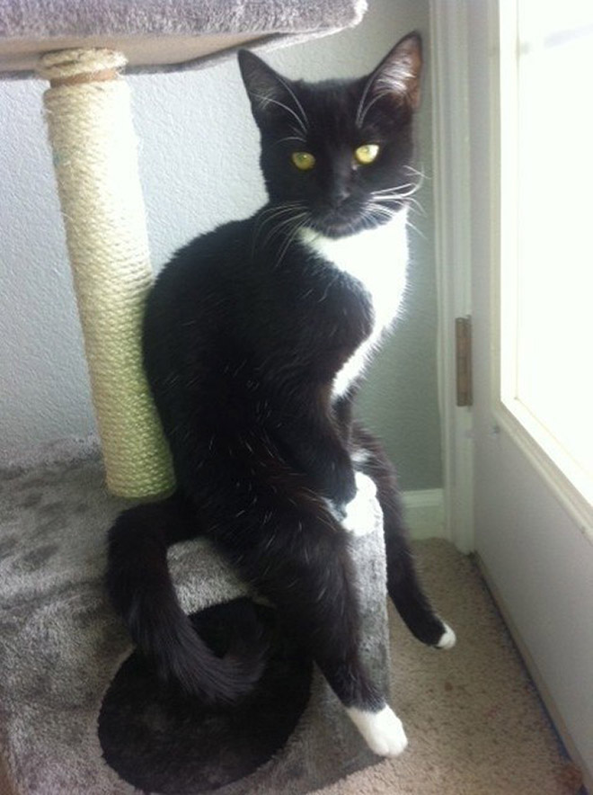 Awkwardly Sitting Cats