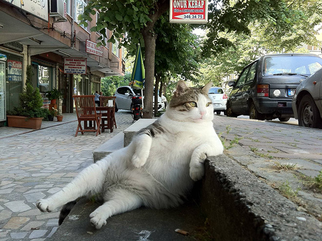 Awkwardly Sitting Cats
