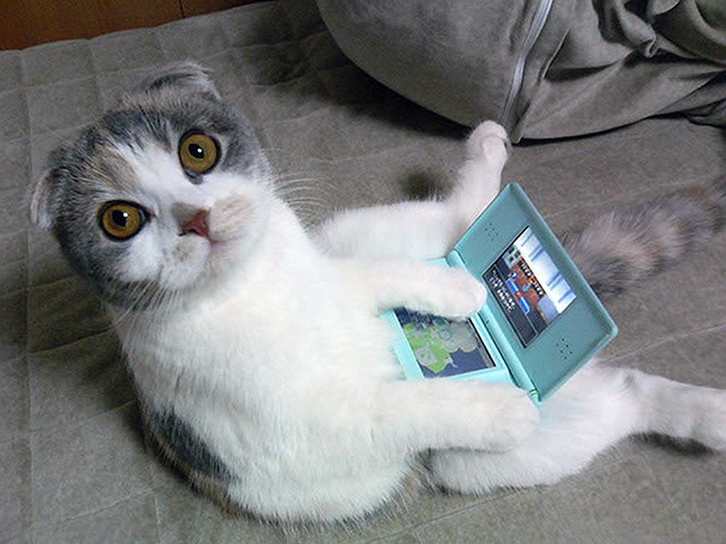 Awkwardly Sitting Cats