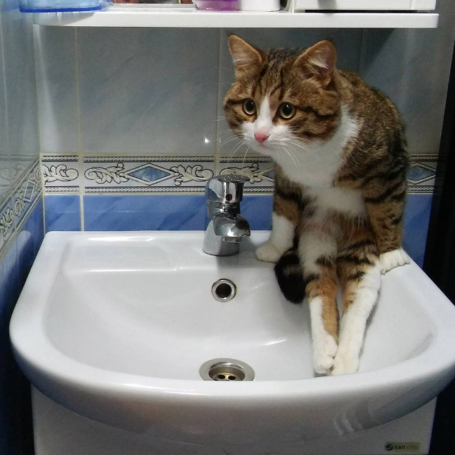 Awkwardly Sitting Cats