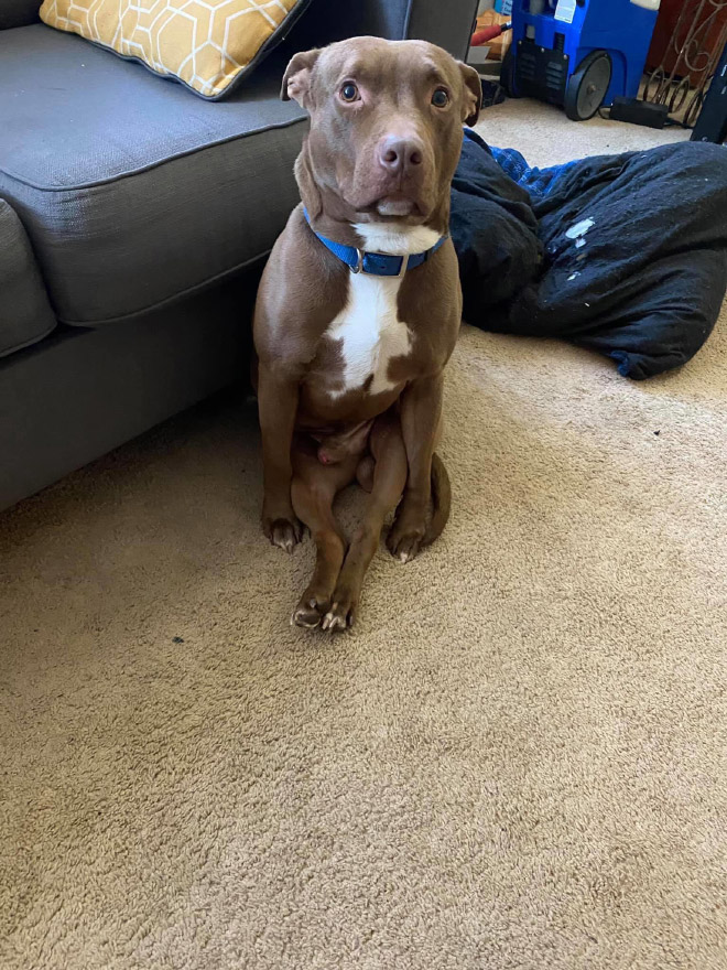 Awkwardly Sitting Dogs