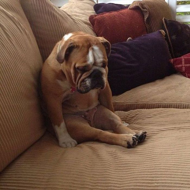 Awkwardly Sitting Dogs