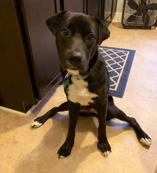 Awkwardly Sitting Dogs